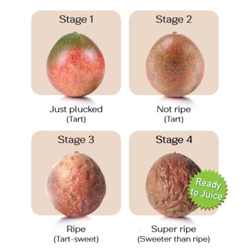 Passion Fruit Premium Indian 4 Pc (Approx 320 g - 440 g) - Image 3